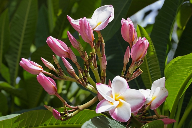 Fleurs Nanthawan Aout 2010-001